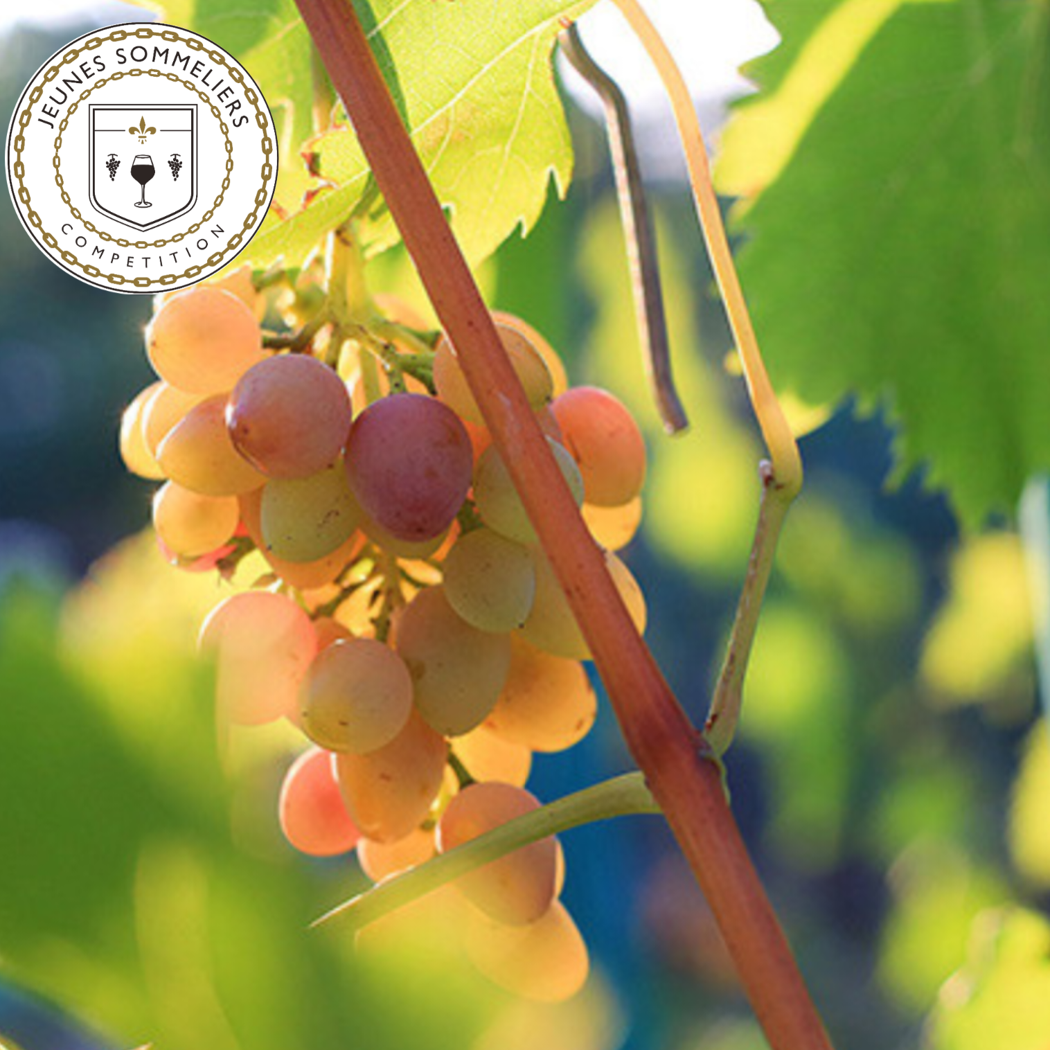 The International Young Sommeliers Competition